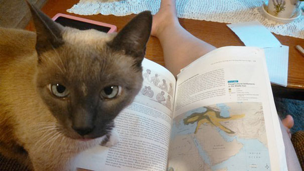 Oh I'm Sorry, Were You Studying?