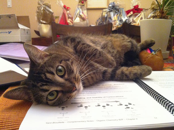 My Cat Cover Some Material When You're Trying To Self-test