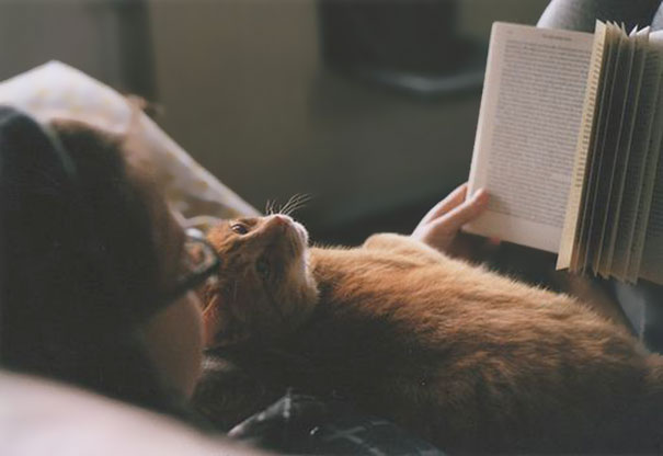 Try To Read With Your Cat