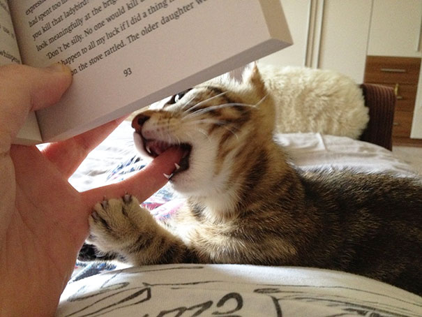 How Dare You Read A Book…