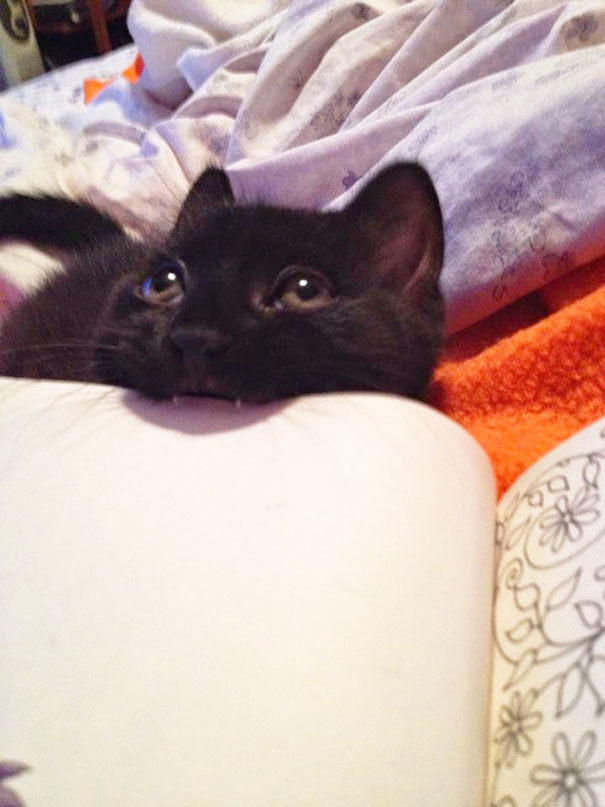 My Cat Starbuck Enjoys Chewing On Books