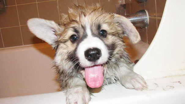 Corgi's First Bath
