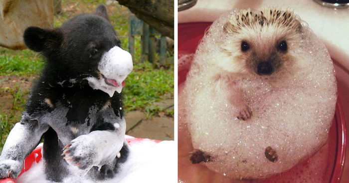 53 Bathing Animals That Will Splash A Smile On Your Face