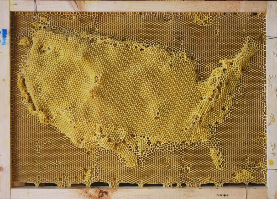 bees-honeycomb-beeswax-sculptures-ri-ren-20 bees-honeycomb-beeswax-sculptures-ri-ren-20