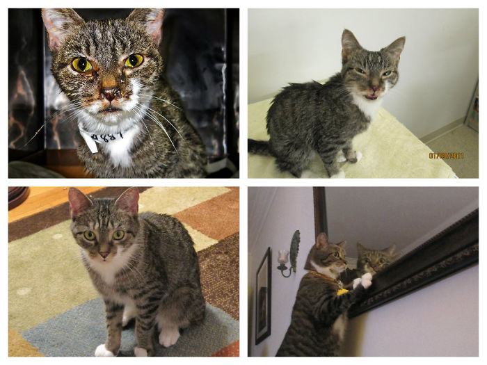 Lola, Once Thrown In A Dumpster, Now Living The Life Of A Princess!