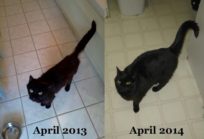 Georgie Girl Saved From The Sewer By Lambertville Animal Welfare And A Year Later, Adopted