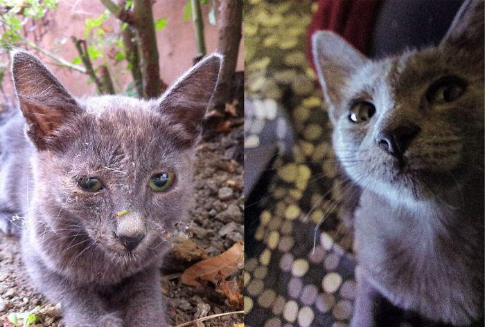 Bella, Before And After. At Two Month (?) And Now - At Ten. Extremely Happy!