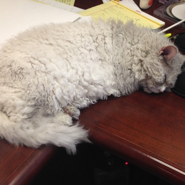 bitchy-resting-face-sheep-cat-albert-11 bitchy-resting-face-sheep-cat-albert-11