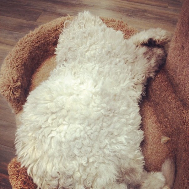 bitchy-resting-face-sheep-cat-albert-12 bitchy-resting-face-sheep-cat-albert-12