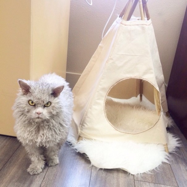 bitchy-resting-face-sheep-cat-albert-6 bitchy-resting-face-sheep-cat-albert-6