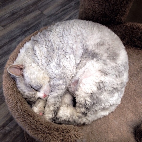 bitchy-resting-face-sheep-cat-albert-9 bitchy-resting-face-sheep-cat-albert-9