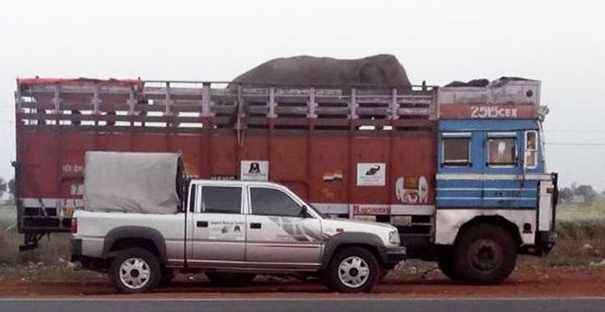 blind-beaten-elephant-lakhi-rescued-wildlife-sos-12