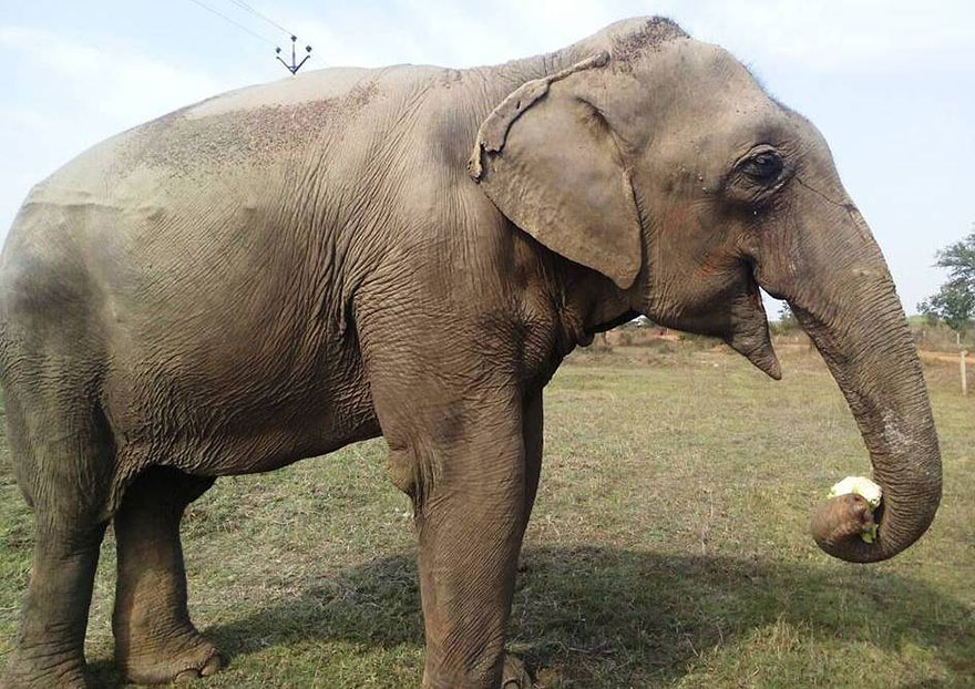 blind-beaten-elephant-lakhi-rescued-wildlife-sos-13 blind-beaten-elephant-lakhi-rescued-wildlife-sos-13
