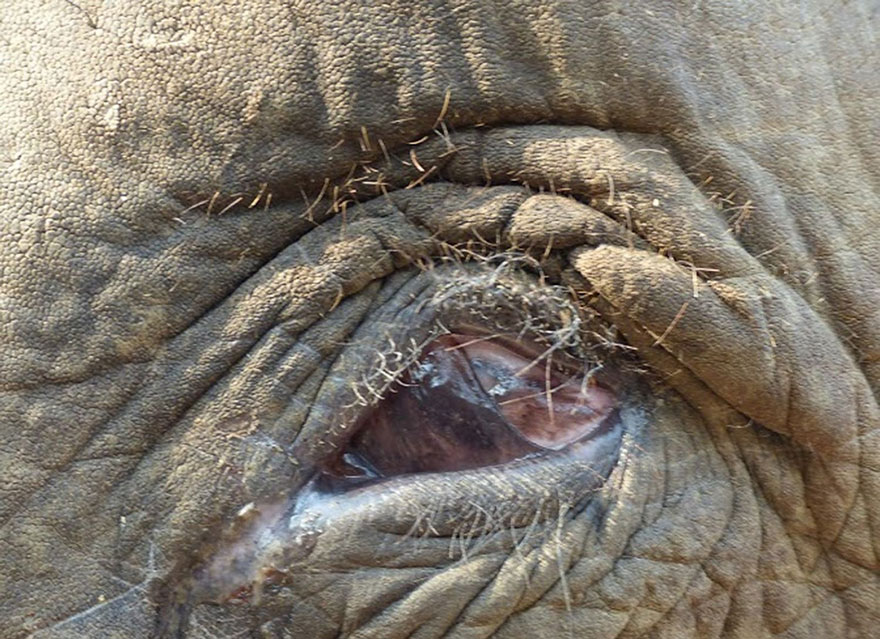 blind-beaten-elephant-lakhi-rescued-wildlife-sos-15 blind-beaten-elephant-lakhi-rescued-wildlife-sos-15