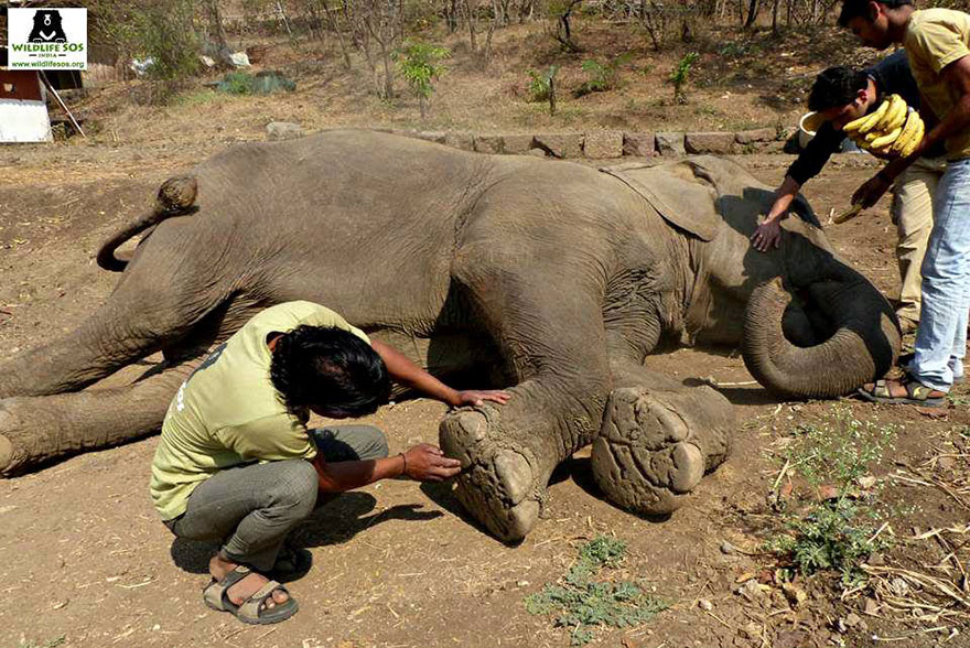 blind-beaten-elephant-lakhi-rescued-wildlife-sos-17 blind-beaten-elephant-lakhi-rescued-wildlife-sos-17