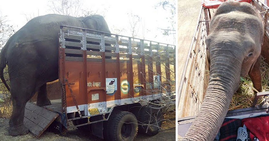 blind-beaten-elephant-lakhi-rescued-wildlife-sos-18