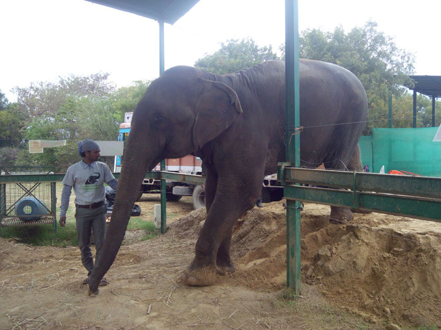 blind-beaten-elephant-lakhi-rescued-wildlife-sos-2