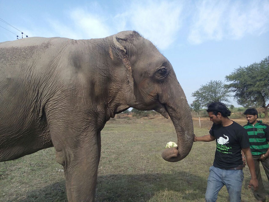 blind-beaten-elephant-lakhi-rescued-wildlife-sos-3 blind-beaten-elephant-lakhi-rescued-wildlife-sos-3