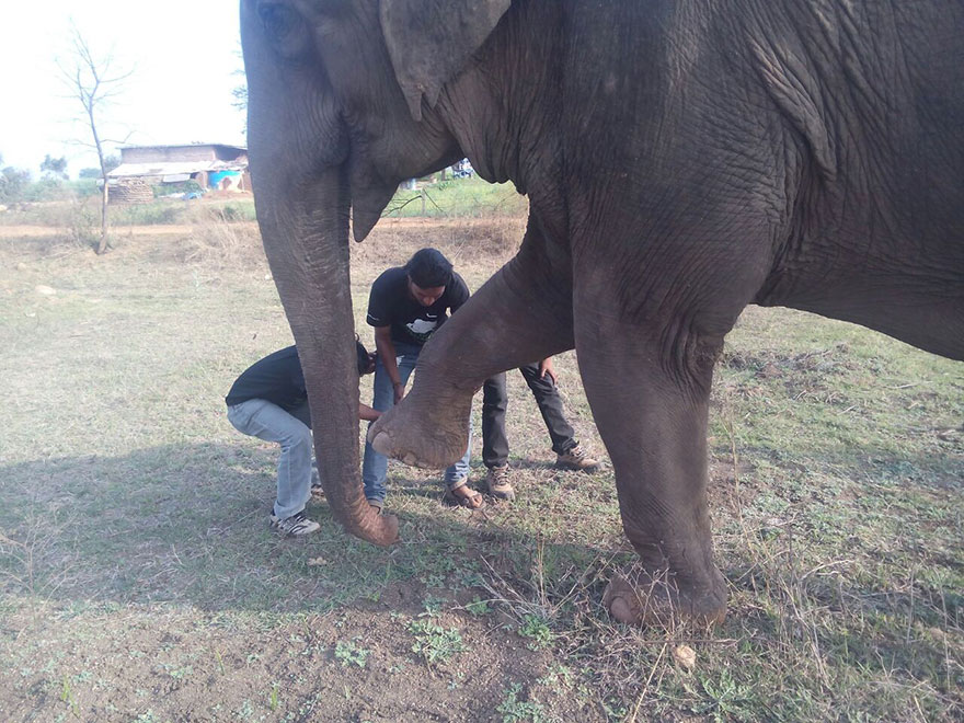 blind-beaten-elephant-lakhi-rescued-wildlife-sos blind-beaten-elephant-lakhi-rescued-wildlife-sos