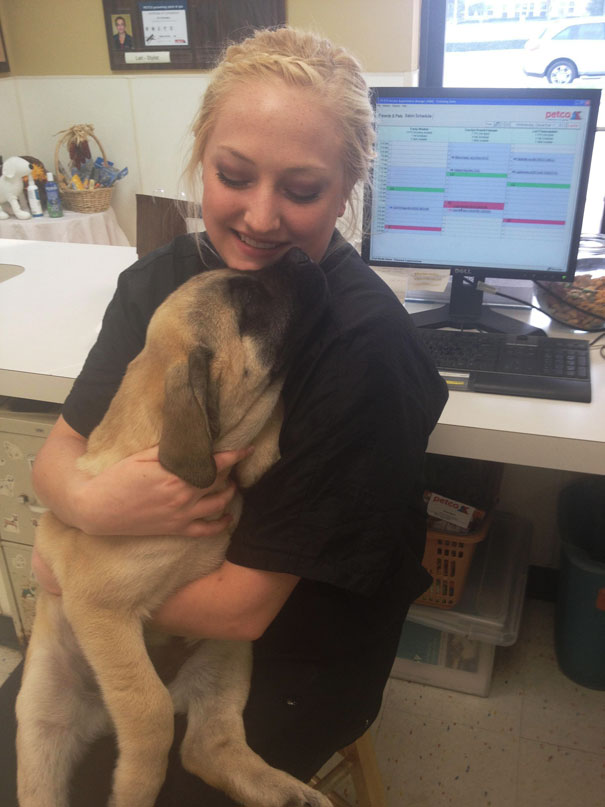 Just A Big Ole Mastiff Puppy Napping On Me At Work