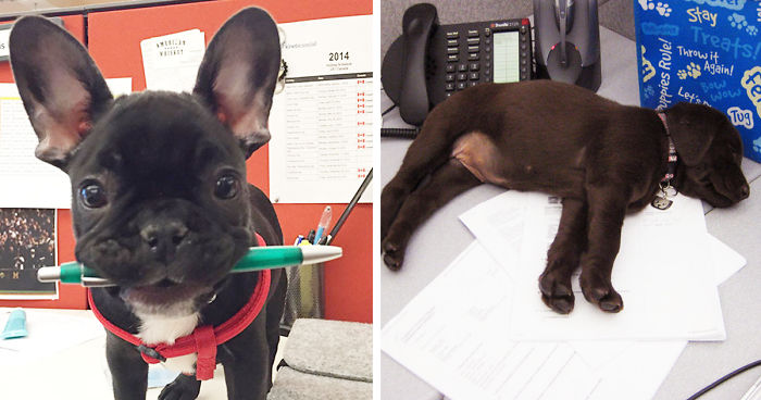 Today Is National Take Your Dog to Work Day (30 Pics)