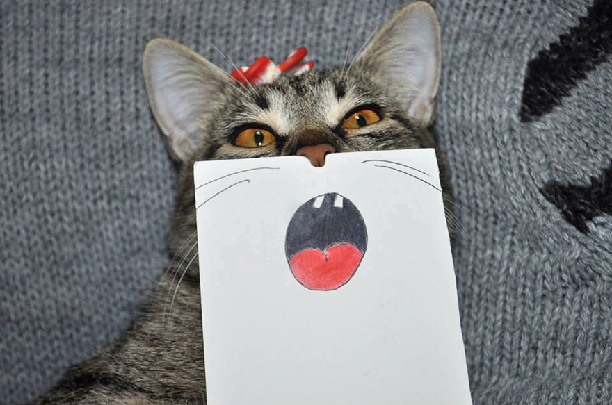 cat-paper-facial-expressions-montage-6 cat-paper-facial-expressions-montage-6