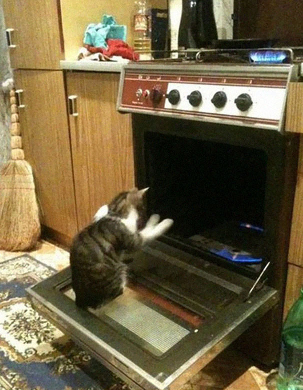 Cat That Is Secretly Plotting To Kill You