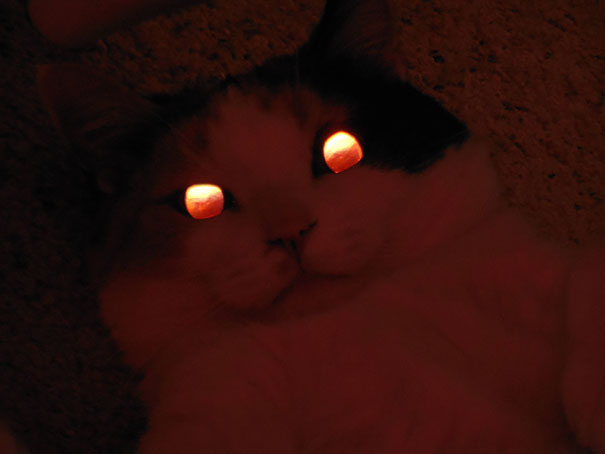 Cat That Is Secretly Plotting To Kill You