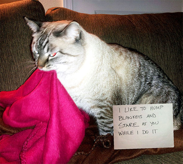 Cat Shaming