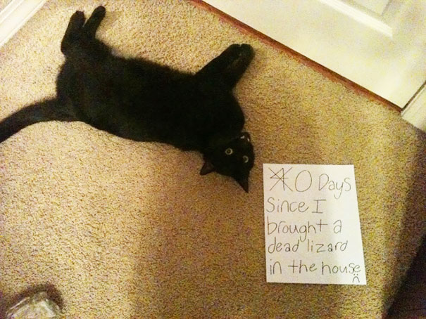 Cat Shaming