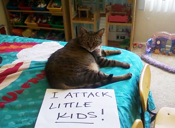 Cat Shaming