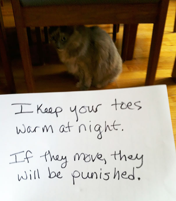 Cat Shaming