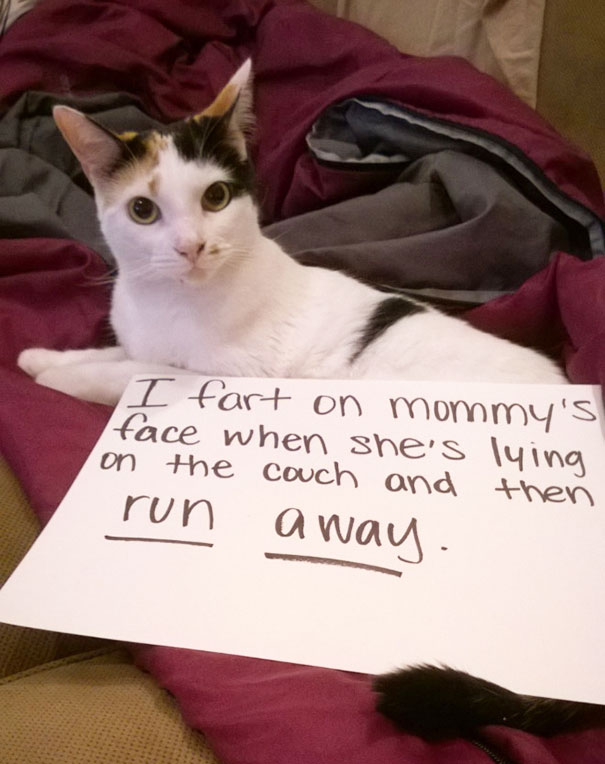 Cat Shaming