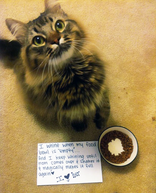 Cat Shaming