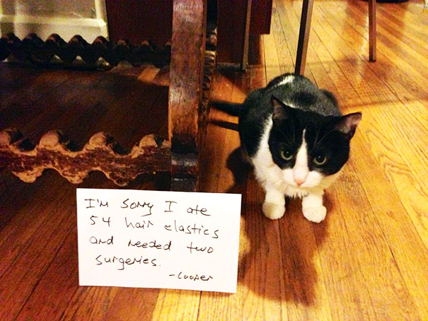 Cat Shaming