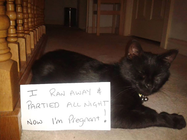 Cat Shaming