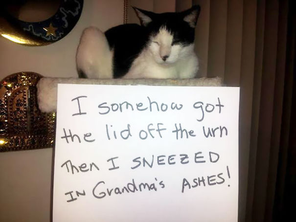 Cat Shaming