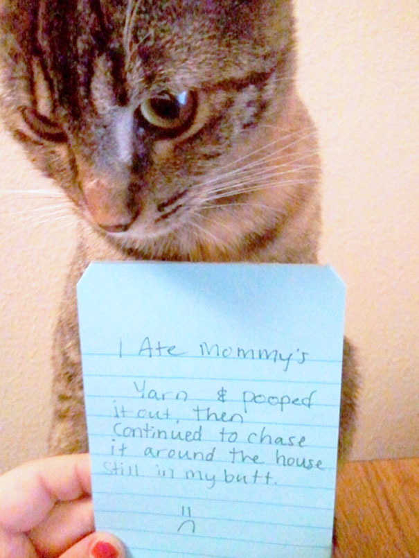Cat Shaming