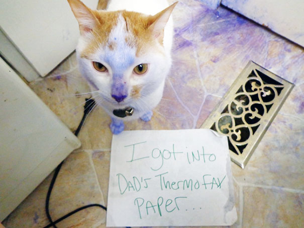 Cat Shaming