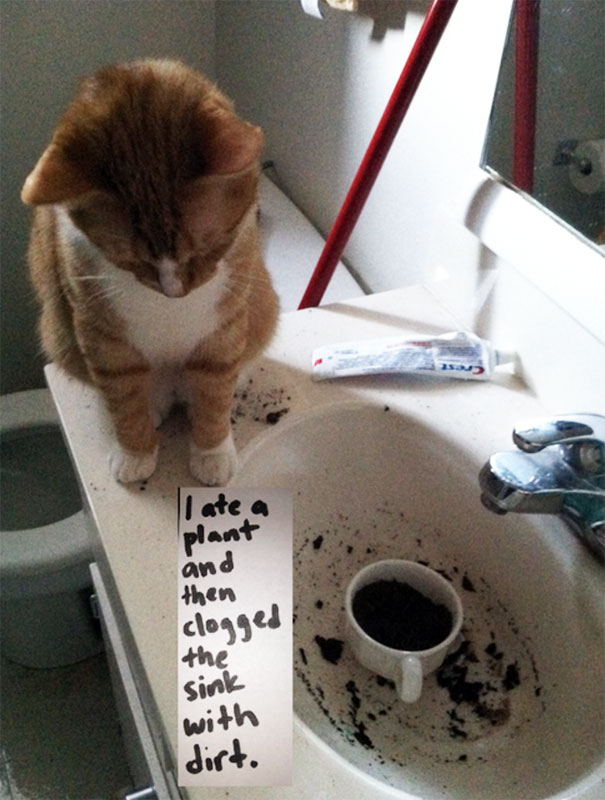 Cat Shaming