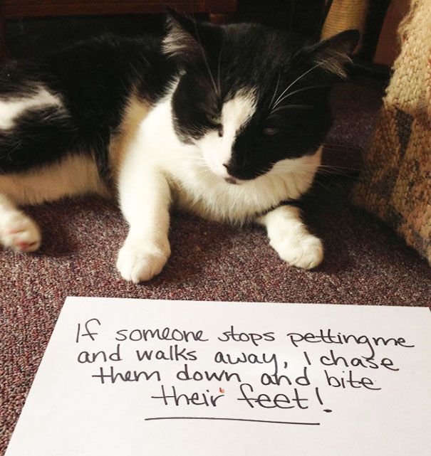 Cat Shaming