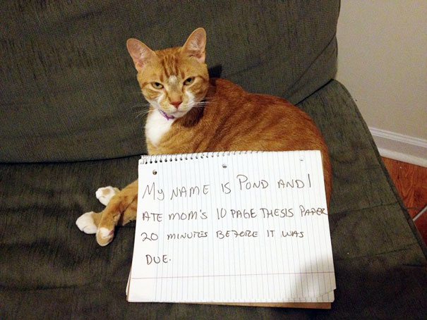 Cat Shaming