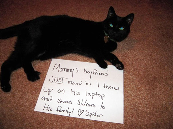 Cat Shaming