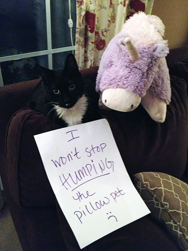 Cat Shaming