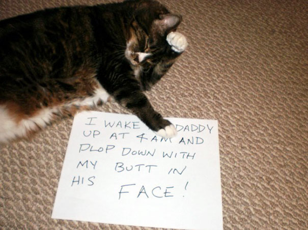 Cat Shaming