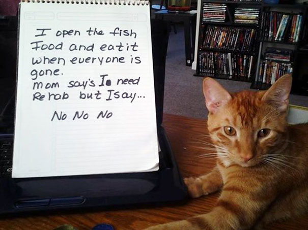 Cat Shaming
