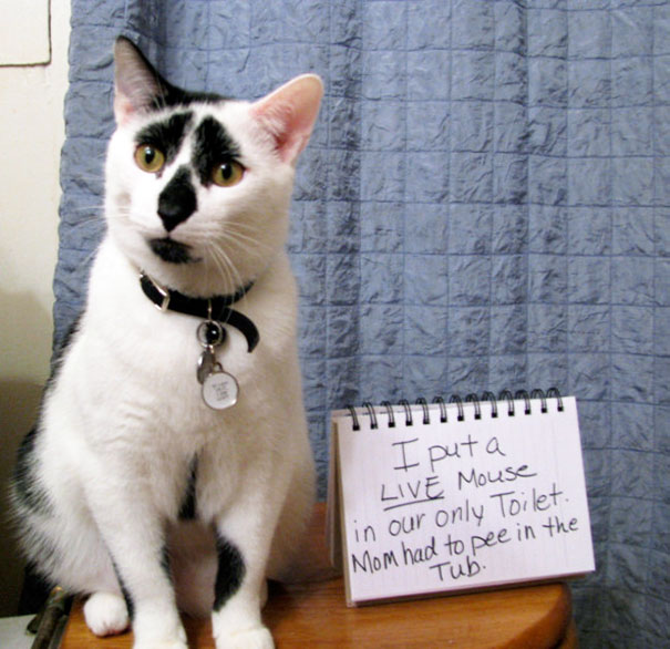 Cat Shaming