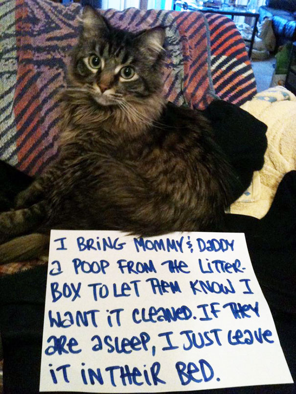 Cat Shaming