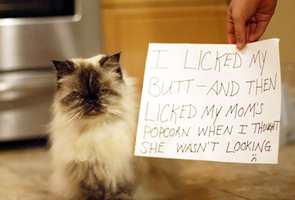 Cat Shaming
