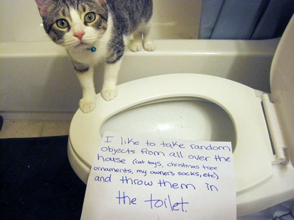 Cat Shaming